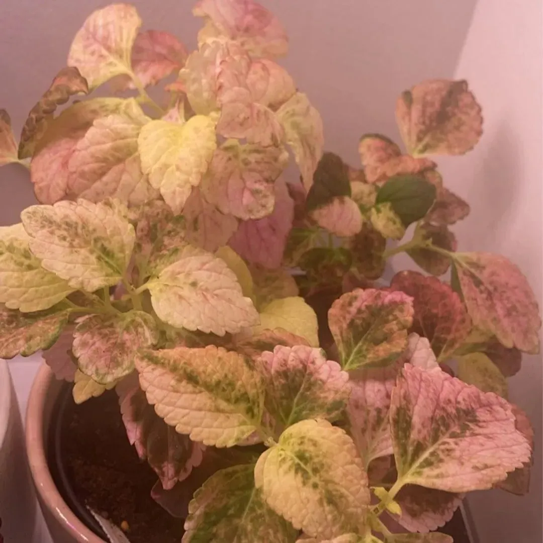 Coleus/praktspragle