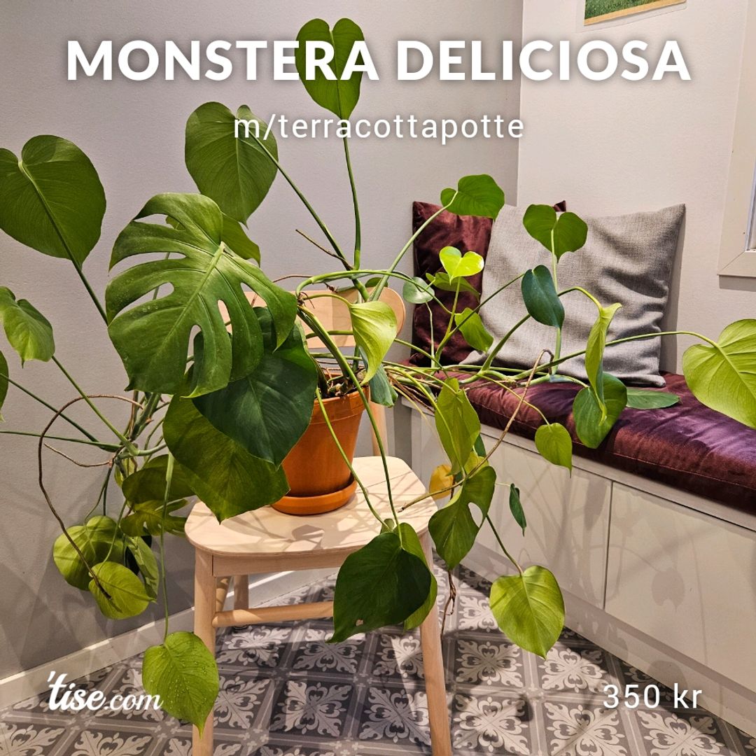 Monstera deliciosa