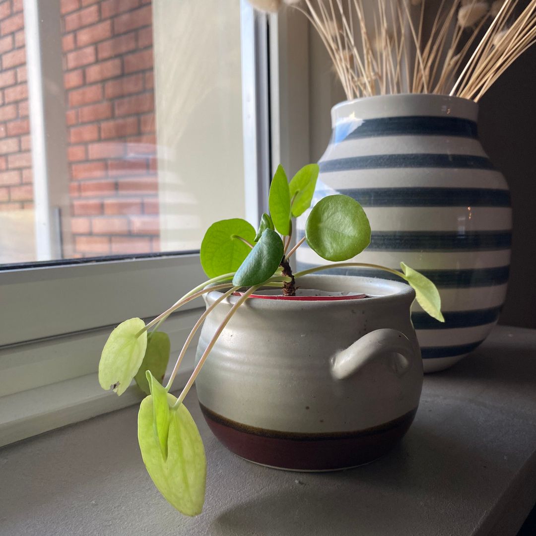 Pilea