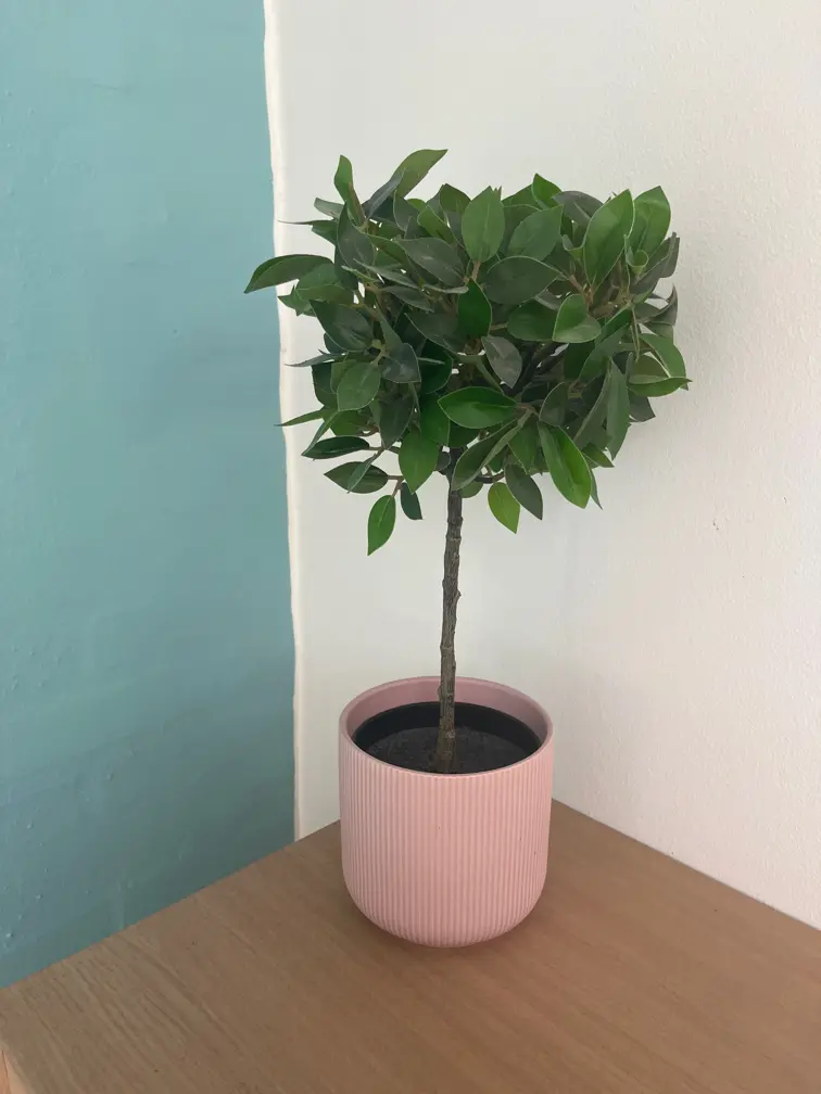 Ikea plante