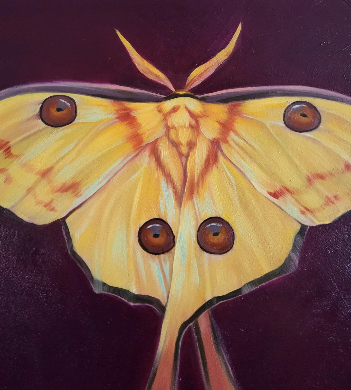 Comet moth oil painting