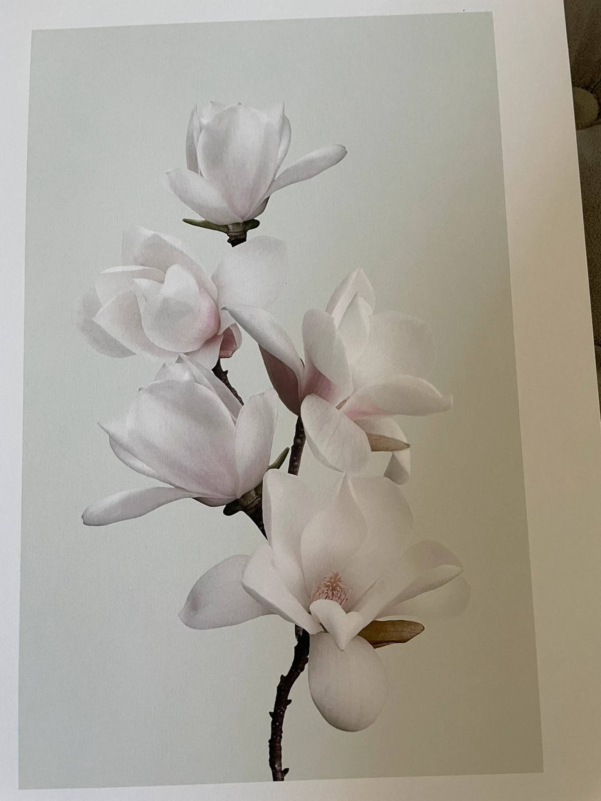 Poster, 21x30, poster store, magnolia, vit, rosa, mintgrön, pastellfärger