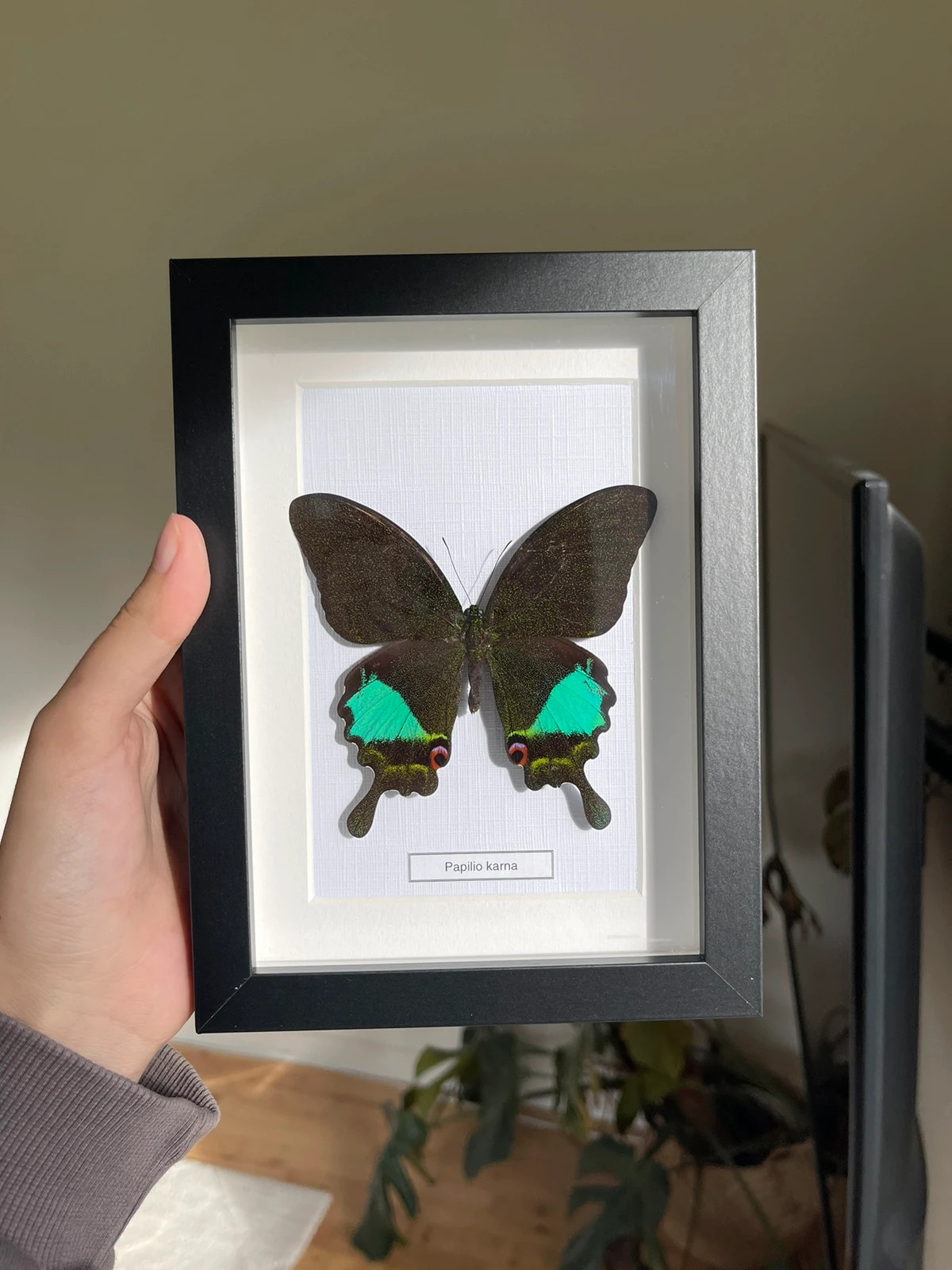 Real butterfly in frame