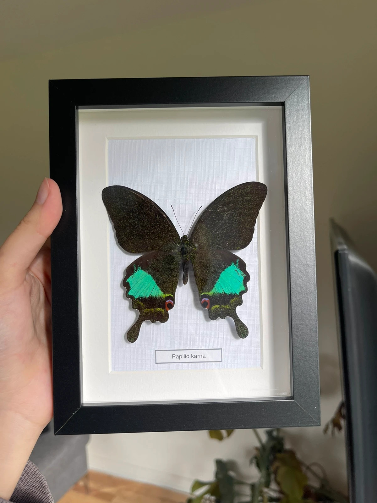 Real butterfly in frame