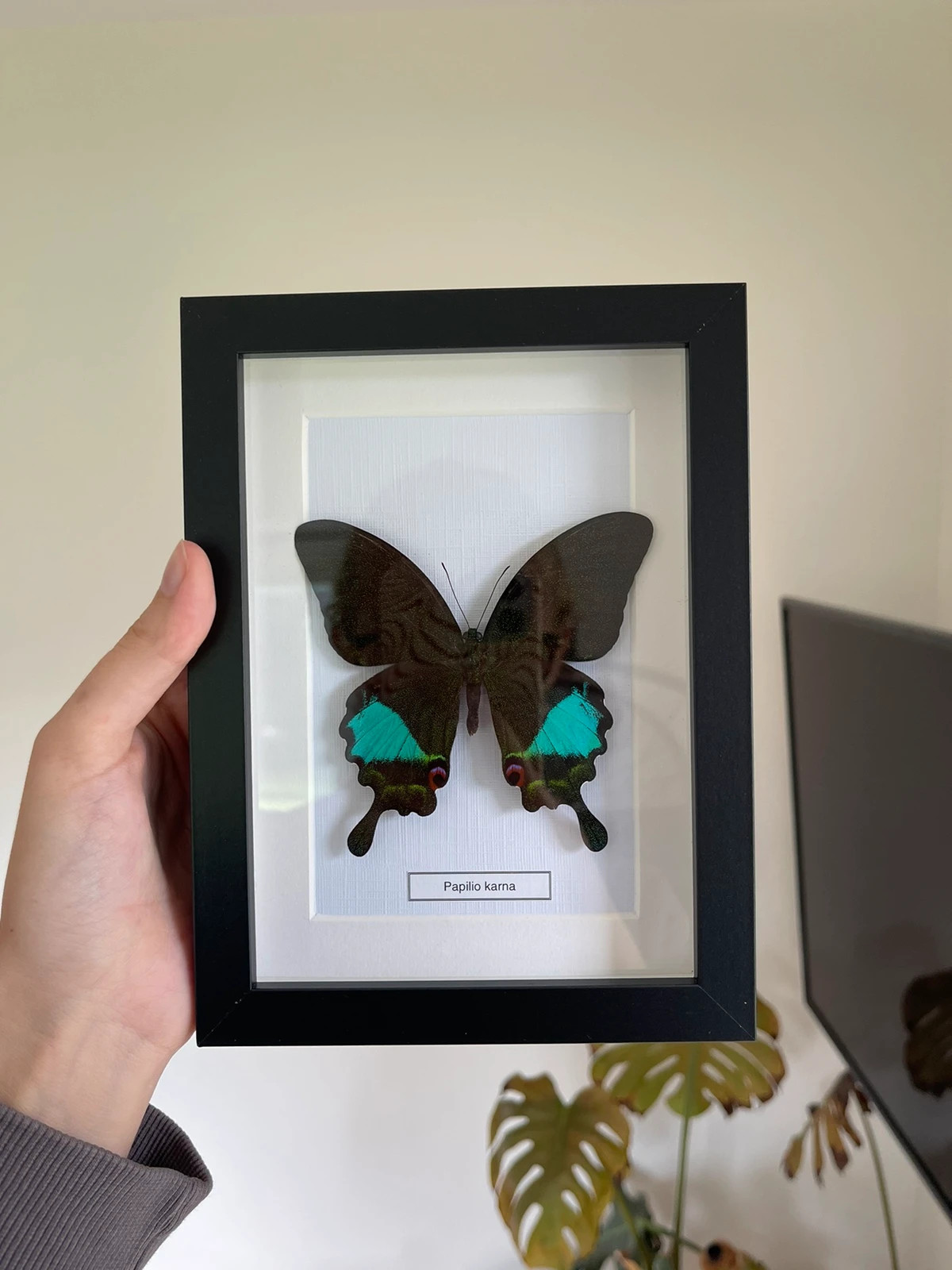 Real butterfly in frame