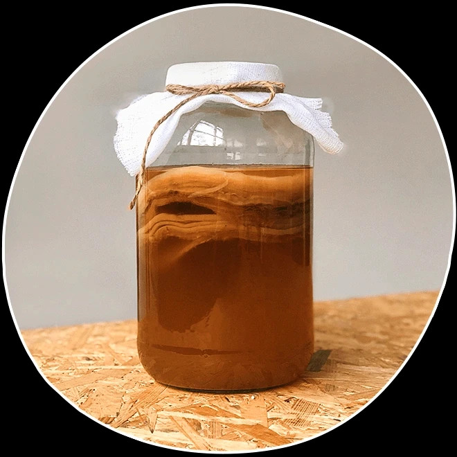 Grzybek herbaciany Scoby