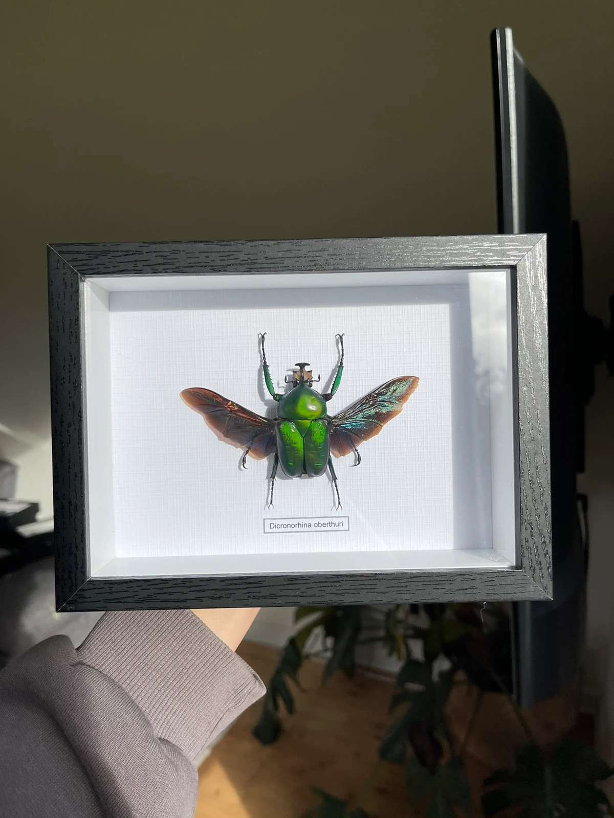 Real beetle in frame