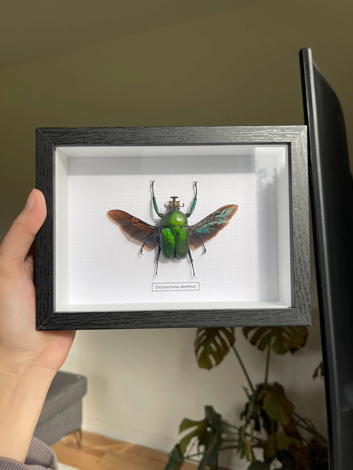 Real beetle in frame