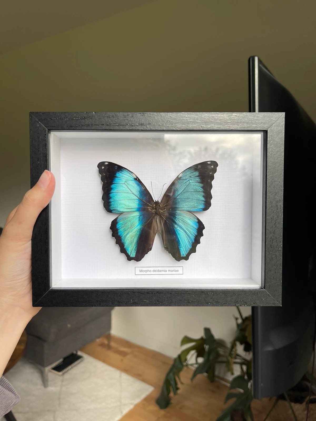 Real butterfly in frame