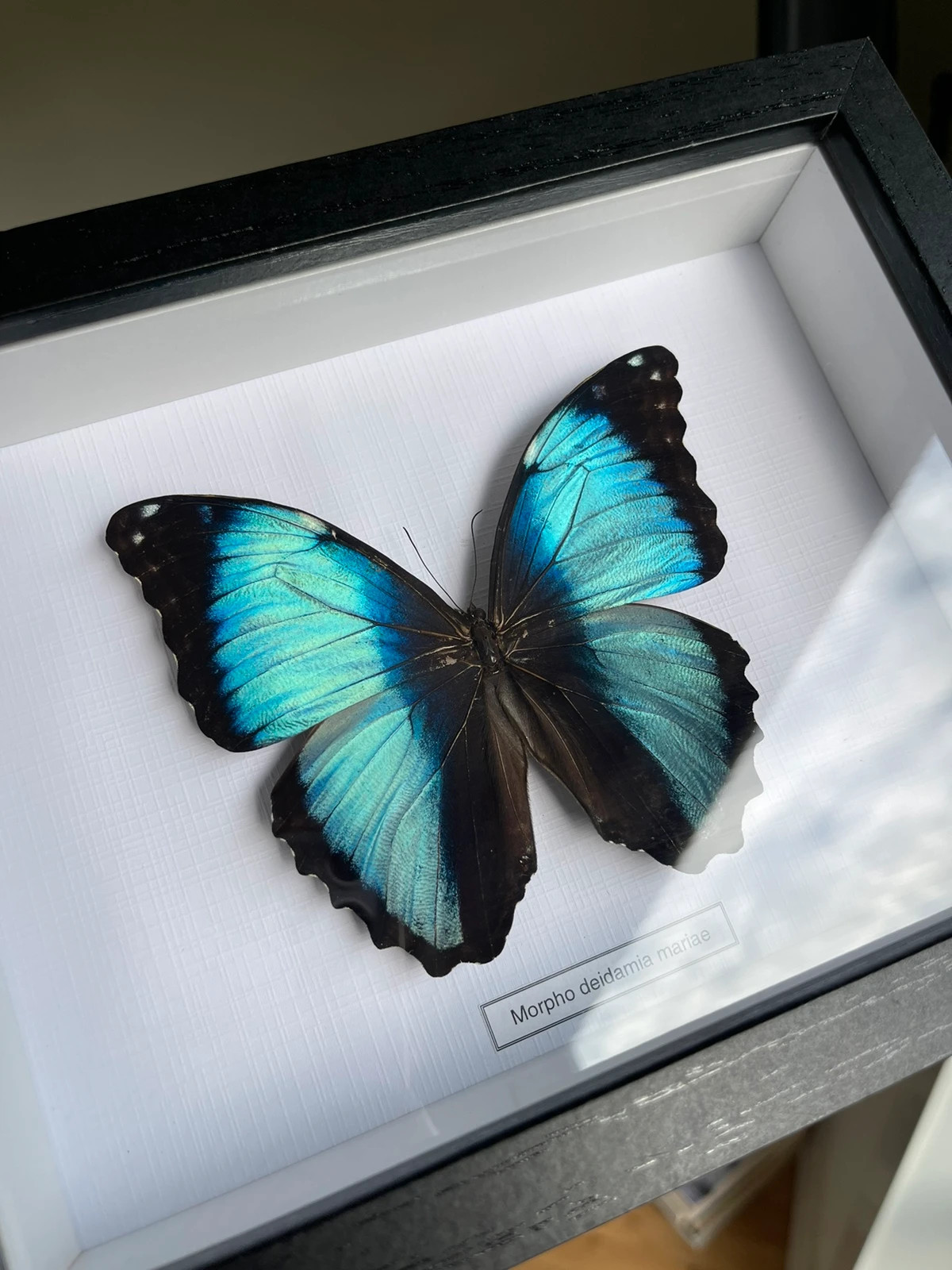 Real butterfly in frame