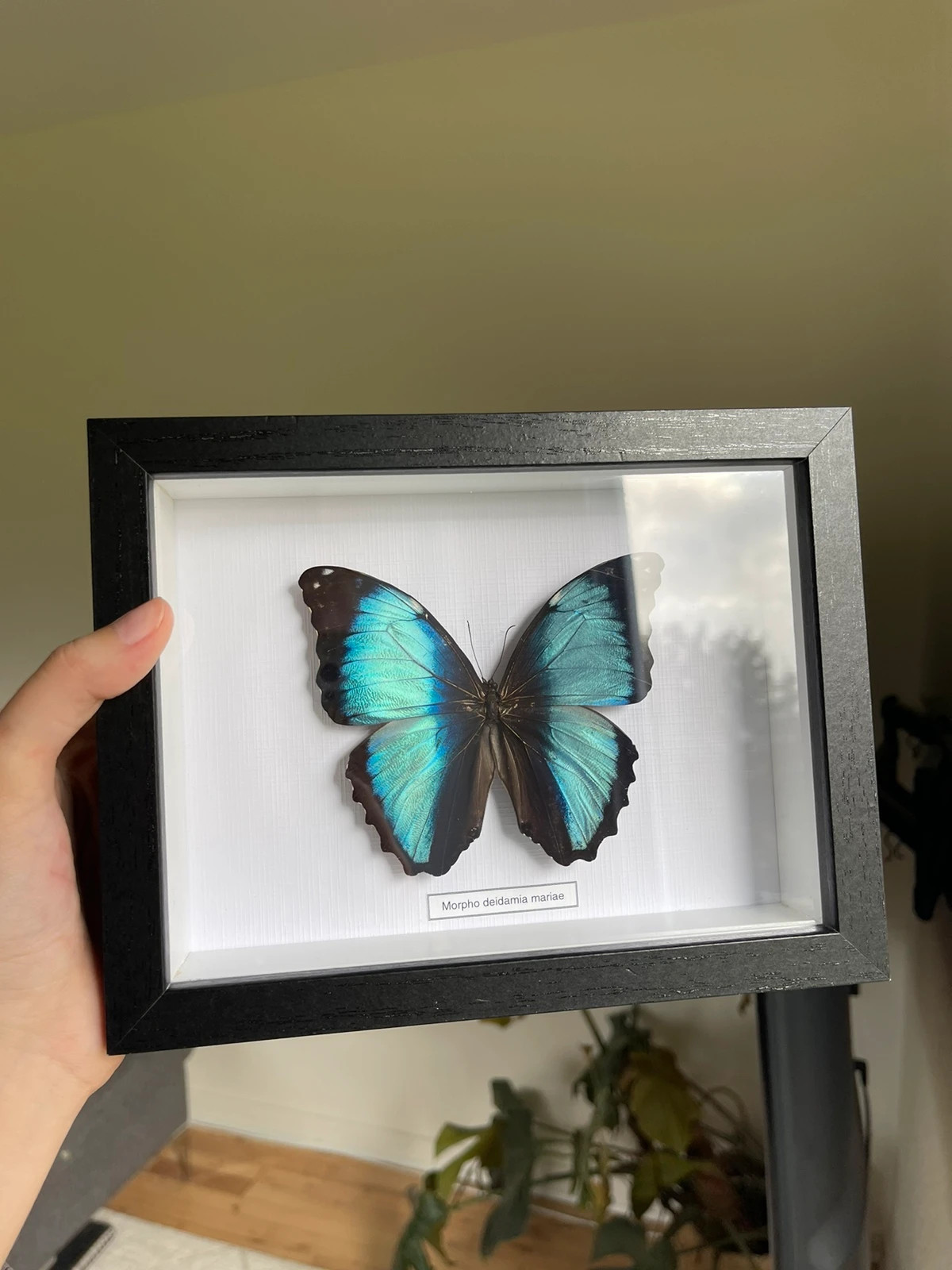 Real butterfly in frame