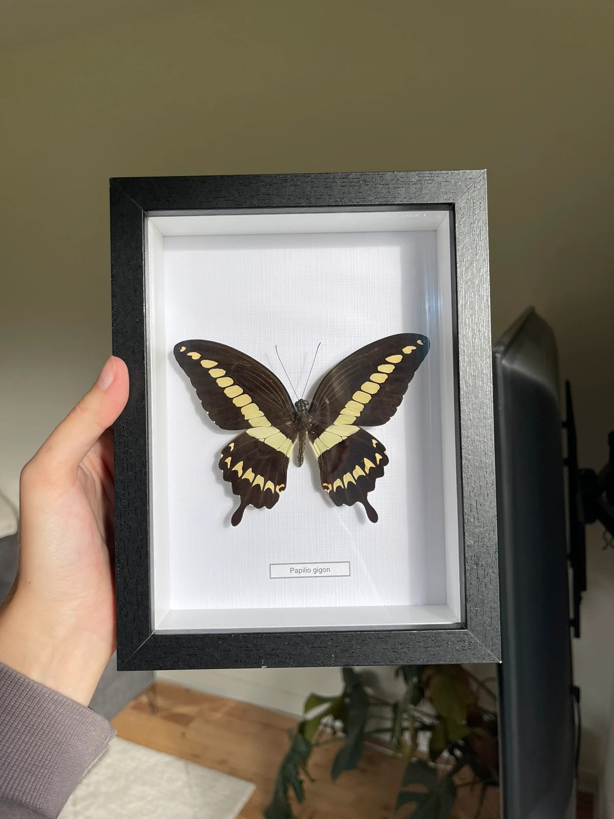 Real butterfly in frame