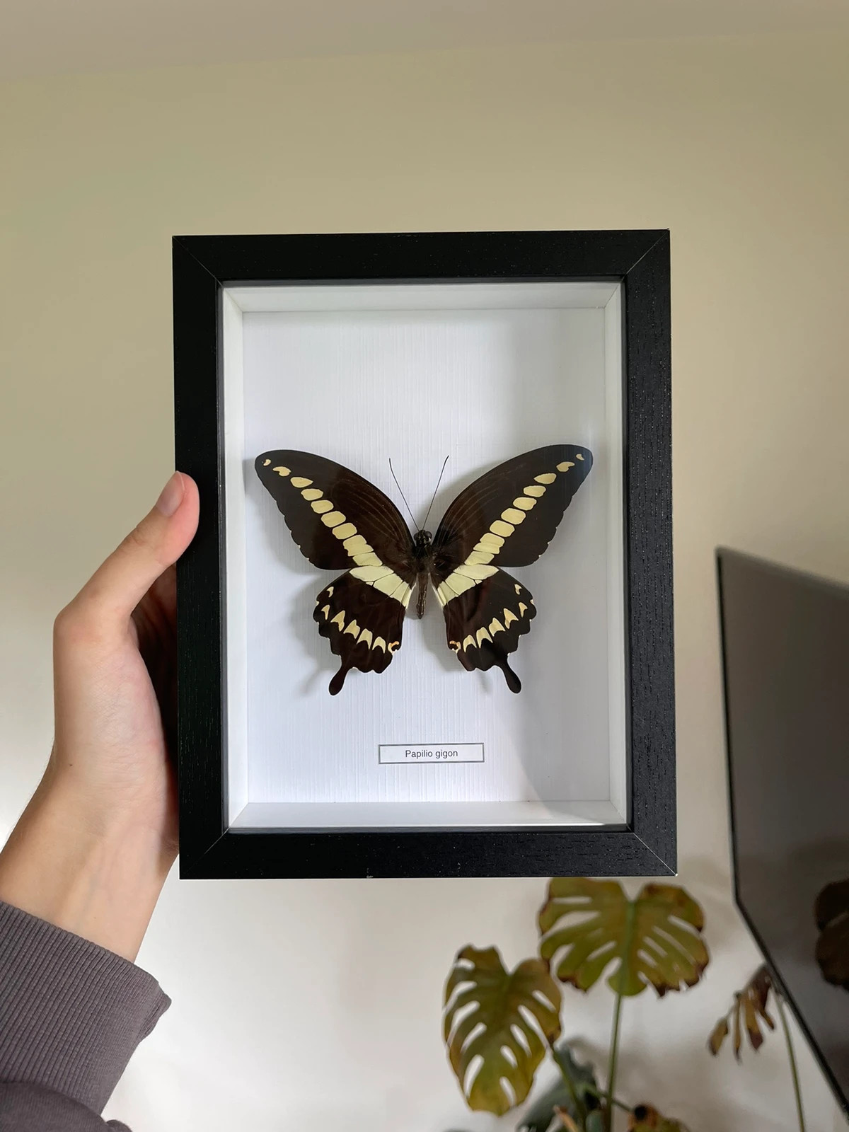 Real butterfly in frame