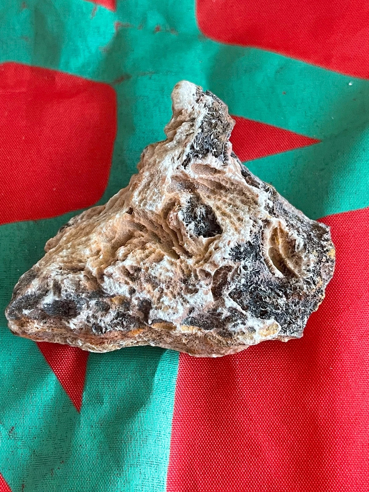 Shell fossil