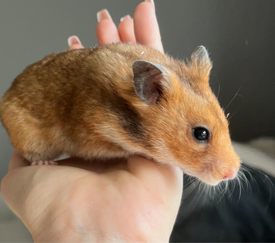 Hamster Guldhamster 0 år