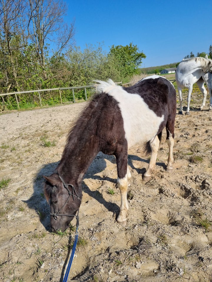 Pinto hoppe 2 år