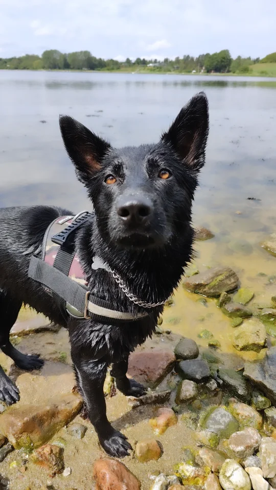 Sort Schæfer, hund, 12 mdr.