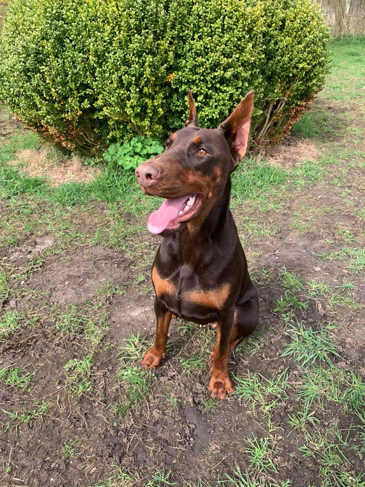 Dobermann, tæve, 12 mdr.