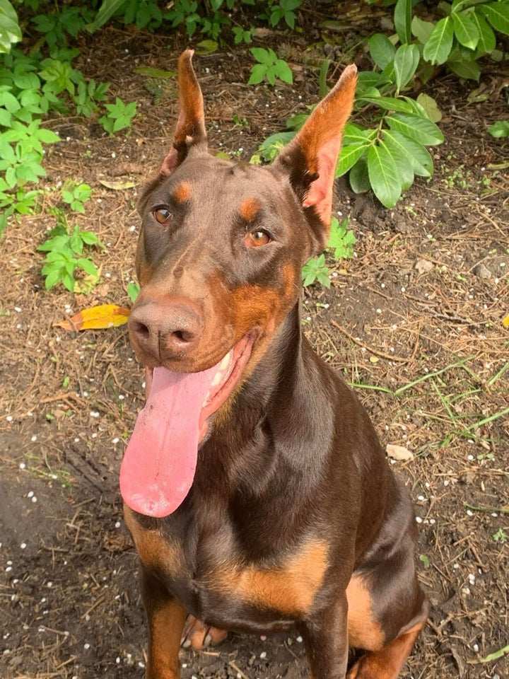 Dobermann, tæve, 12 mdr.