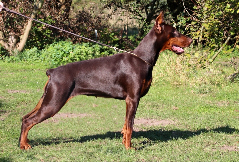 Dobermann, tæve, 12 mdr.