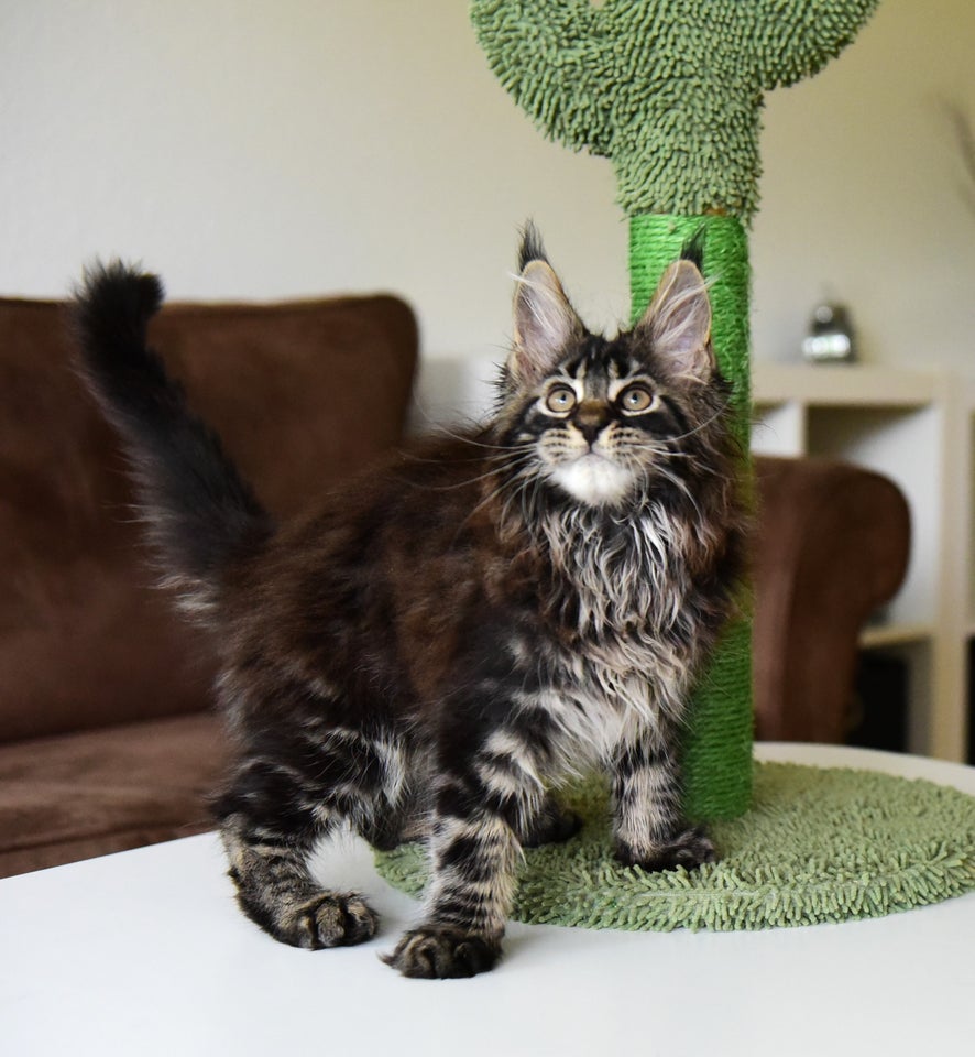 Maine Coon hankat 11 uger