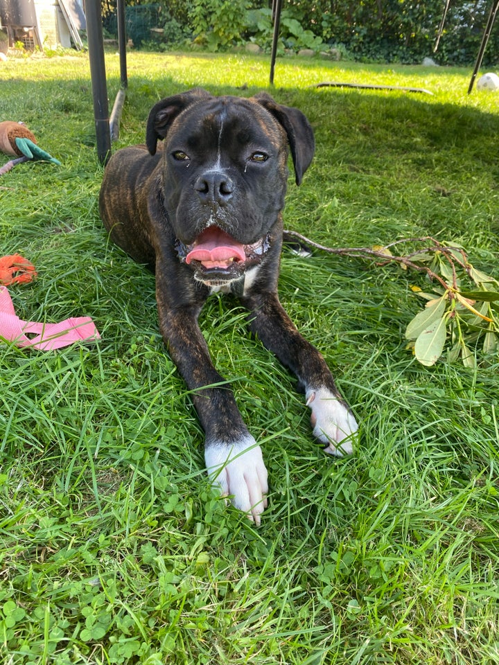 Boxer/fransk mastiff hund 8 mdr