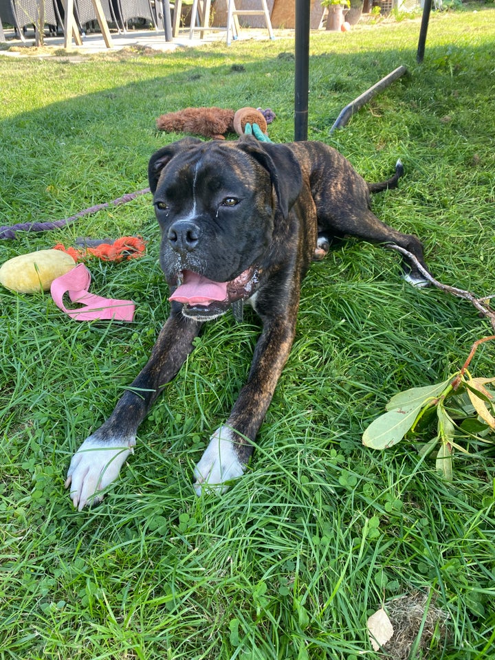 Boxer/fransk mastiff hund 8 mdr