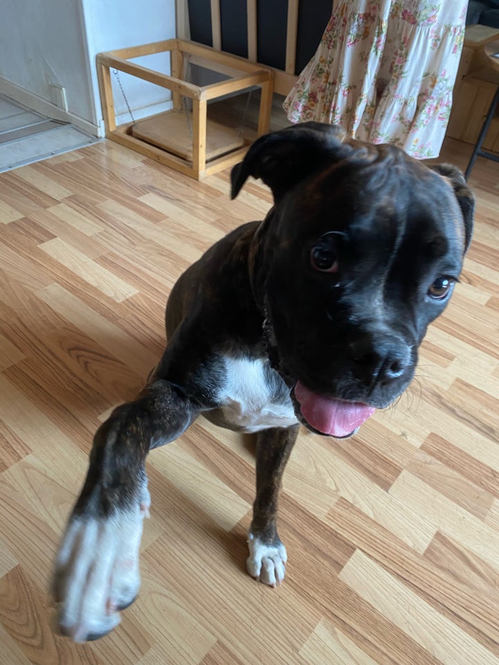 Boxer/fransk mastiff hund 8 mdr