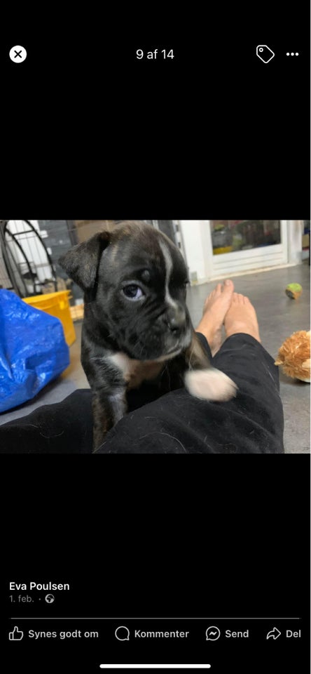 Boxer/fransk mastiff hund 8 mdr