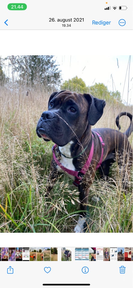 Boxer/fransk mastiff hund 8 mdr