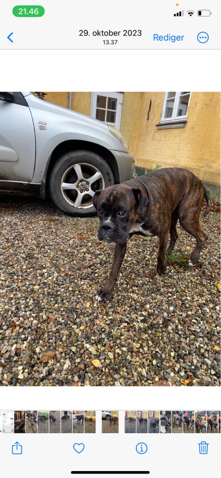 Boxer/fransk mastiff hund 8 mdr