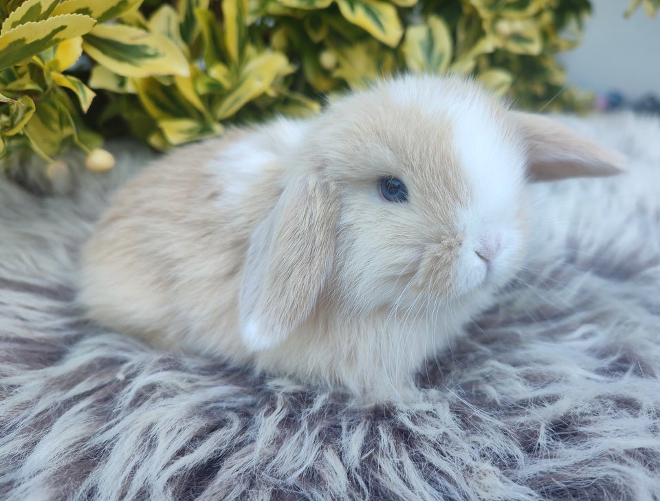 Kanin, Minilop mini lop, 0 år