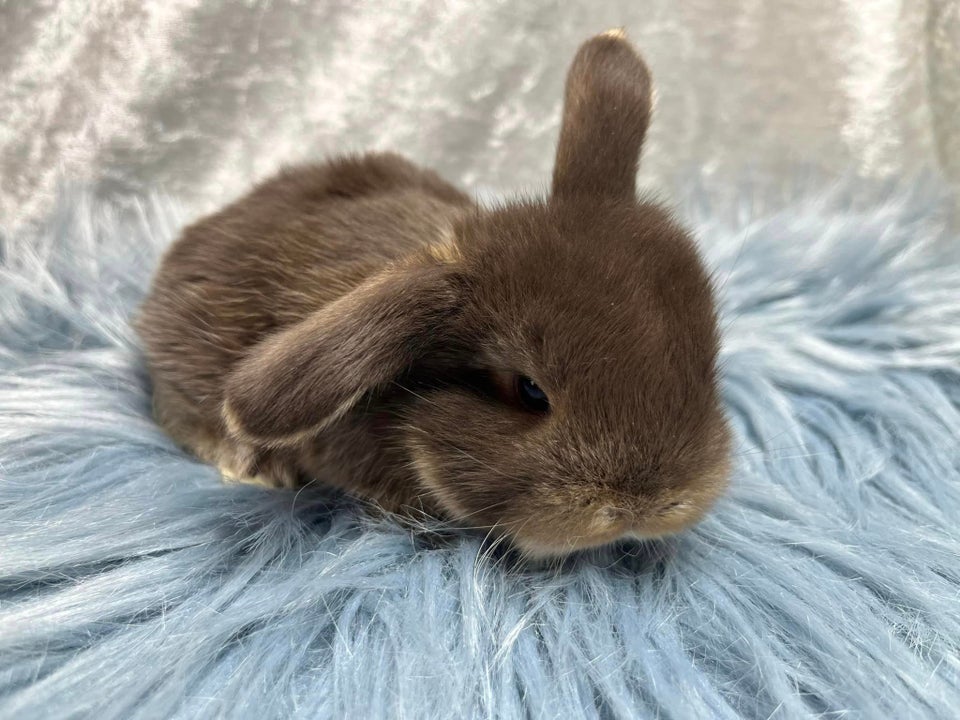 Kanin, Mini Lop, 0 år