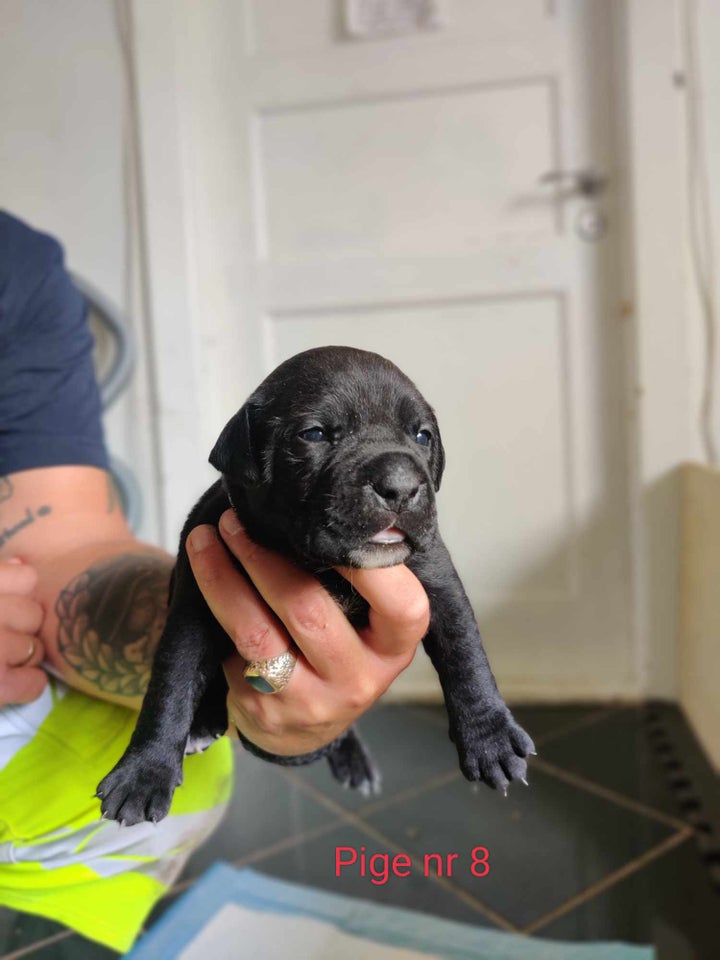 Cane Corso/ Old english Bulldog