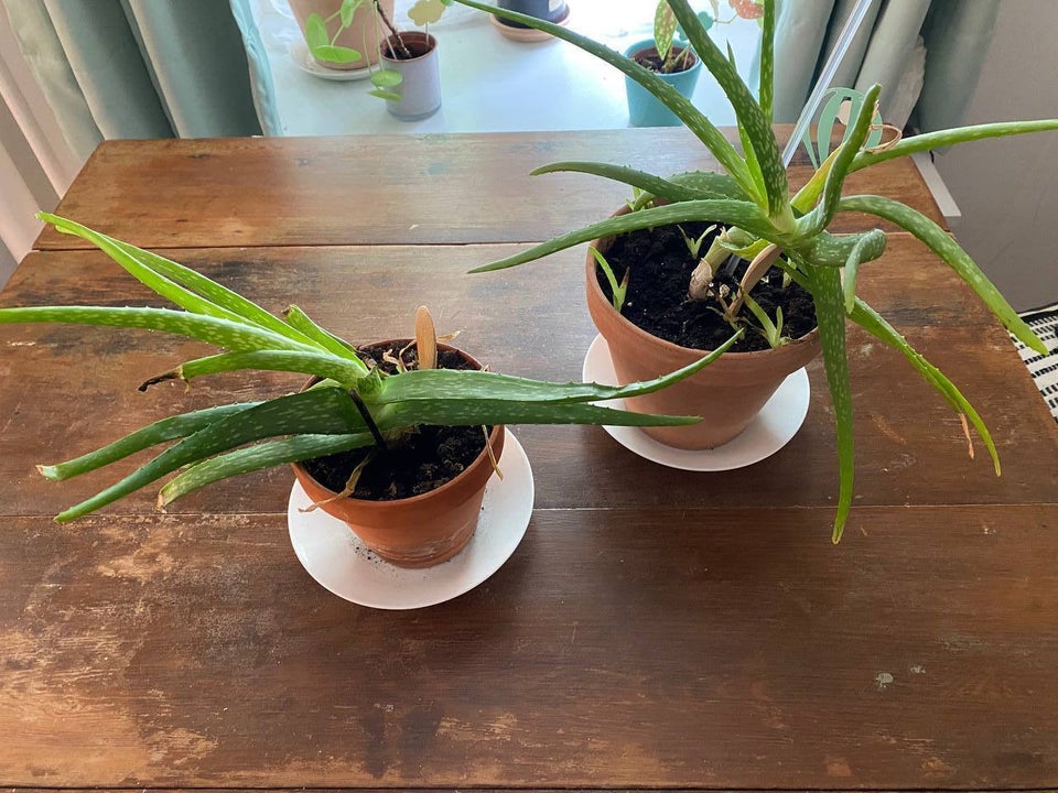 Aloe Vera Studeplanter