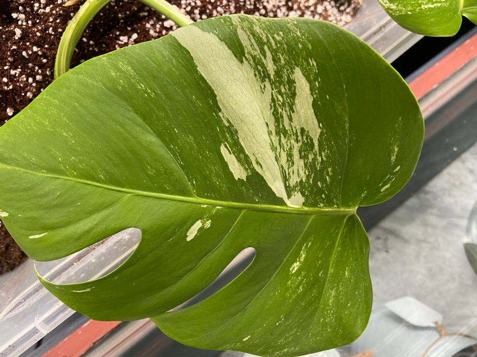 Monstera albo