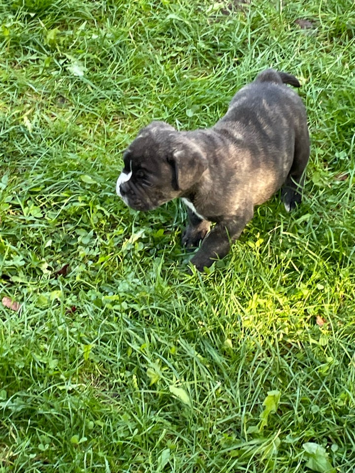 Fransk bulldog, hvalpe, 8 mdr.