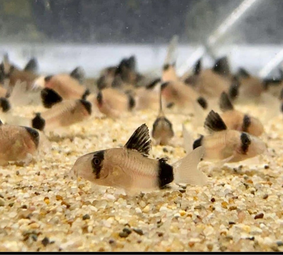 Corydoras 100 stk