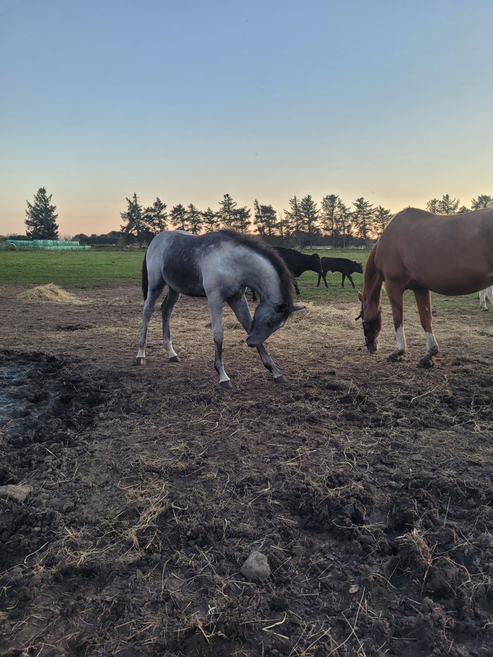 Dansk Varmblod, hingst, 0 år