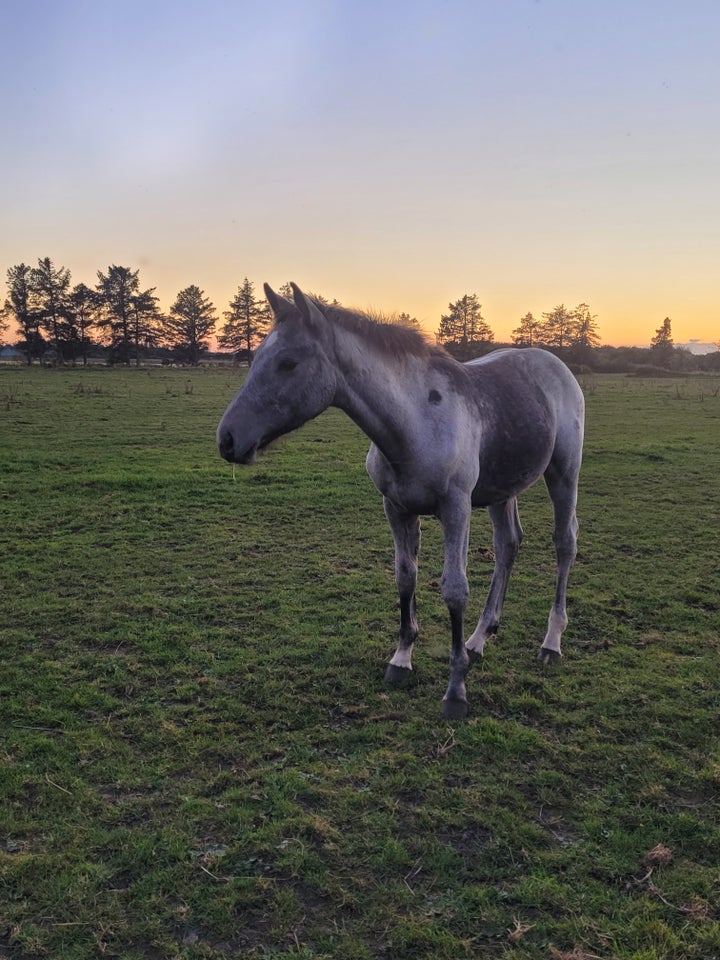 Dansk Varmblod, hingst, 0 år