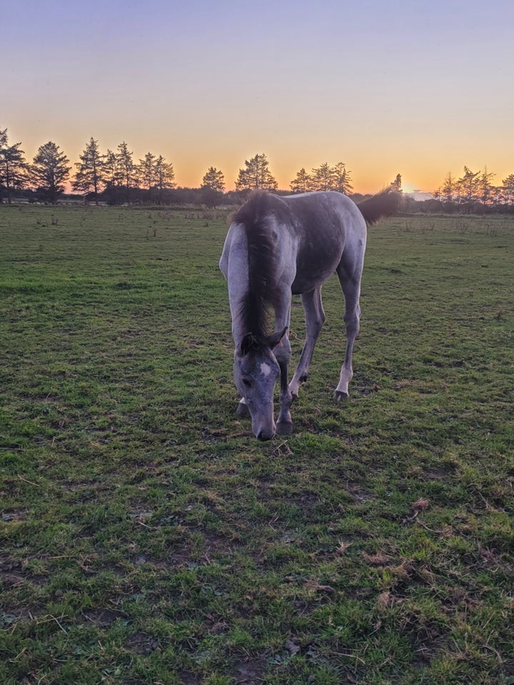 Dansk Varmblod, hingst, 0 år