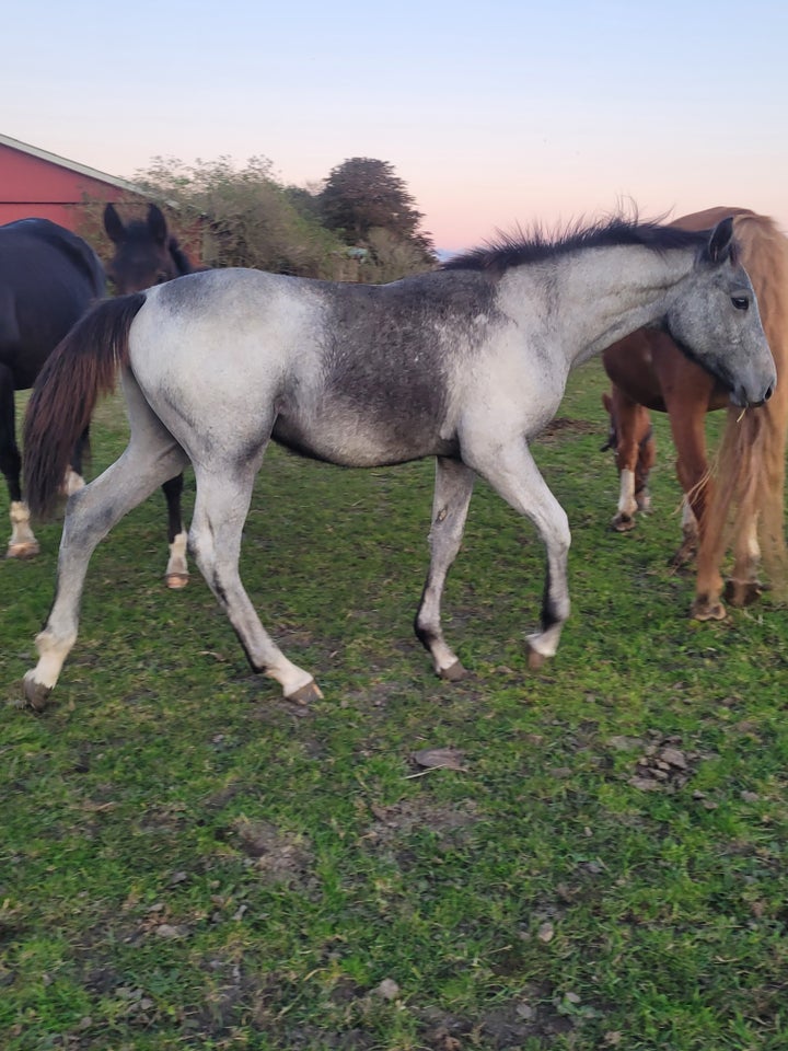 Dansk Varmblod, hingst, 0 år