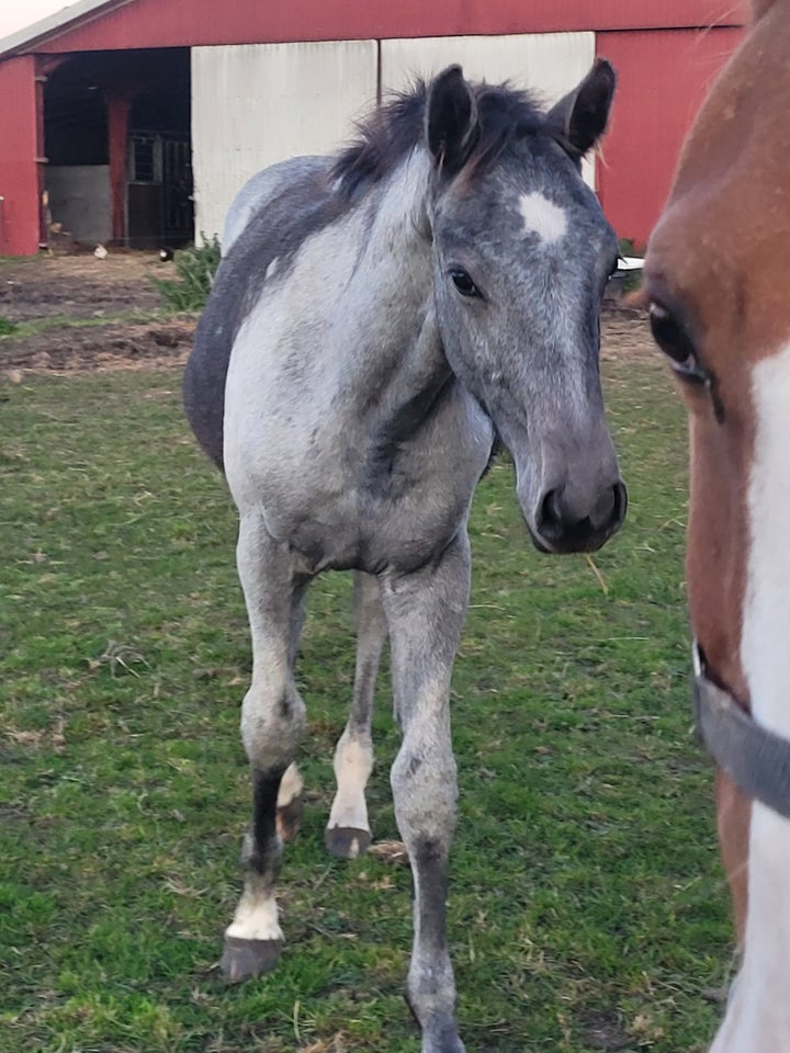 Dansk Varmblod, hingst, 0 år