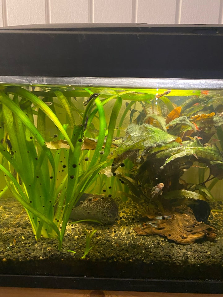 Akvarium, 54 liter