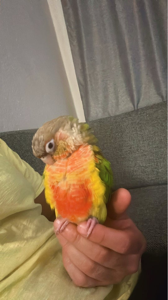 Conure, Ananas farver, 1 år