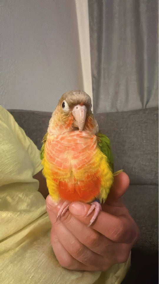 Conure, Ananas farver, 1 år