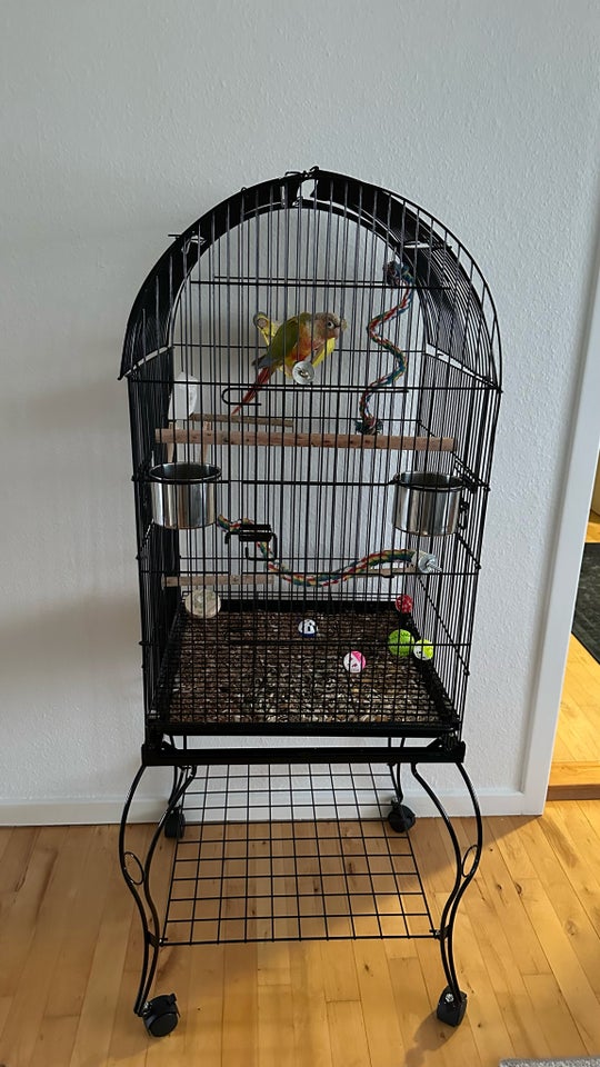 Conure, Ananas farver, 1 år