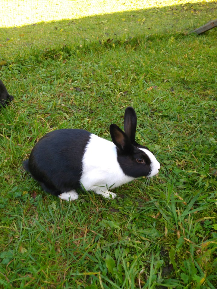 Kanin, Hollænder, 0 år