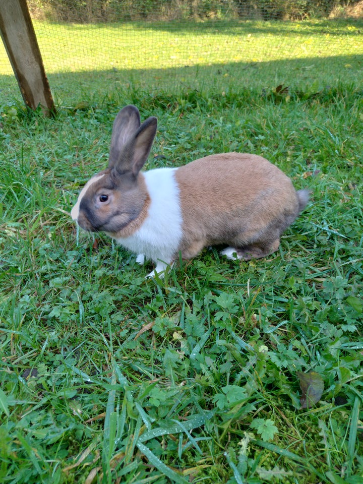 Kanin, Hollænder, 0 år