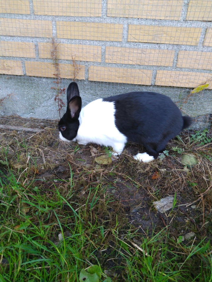 Kanin, Hollænder, 0 år